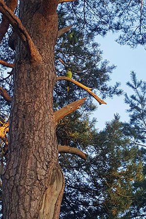 richmond park england parakeet bird